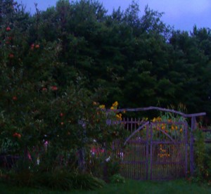 A hand made gate at nightfall on the farm.
