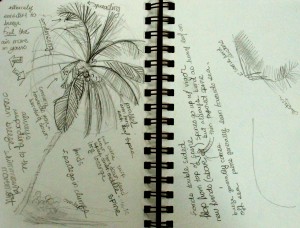 lesson on how to draw a palm tree, Lillian Kennedy, pencil