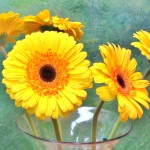 gerber daisies - how to draw a flower lesson