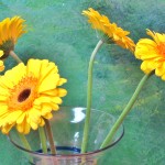 gerber daisies - how to draw a flower lesson