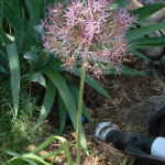 the alium in the garden - the painting was started en plein air